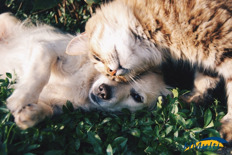 Aromaterapia para Pets 